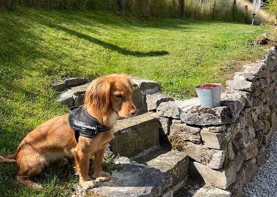 Bankside Cottage Garden Dog-Friendly